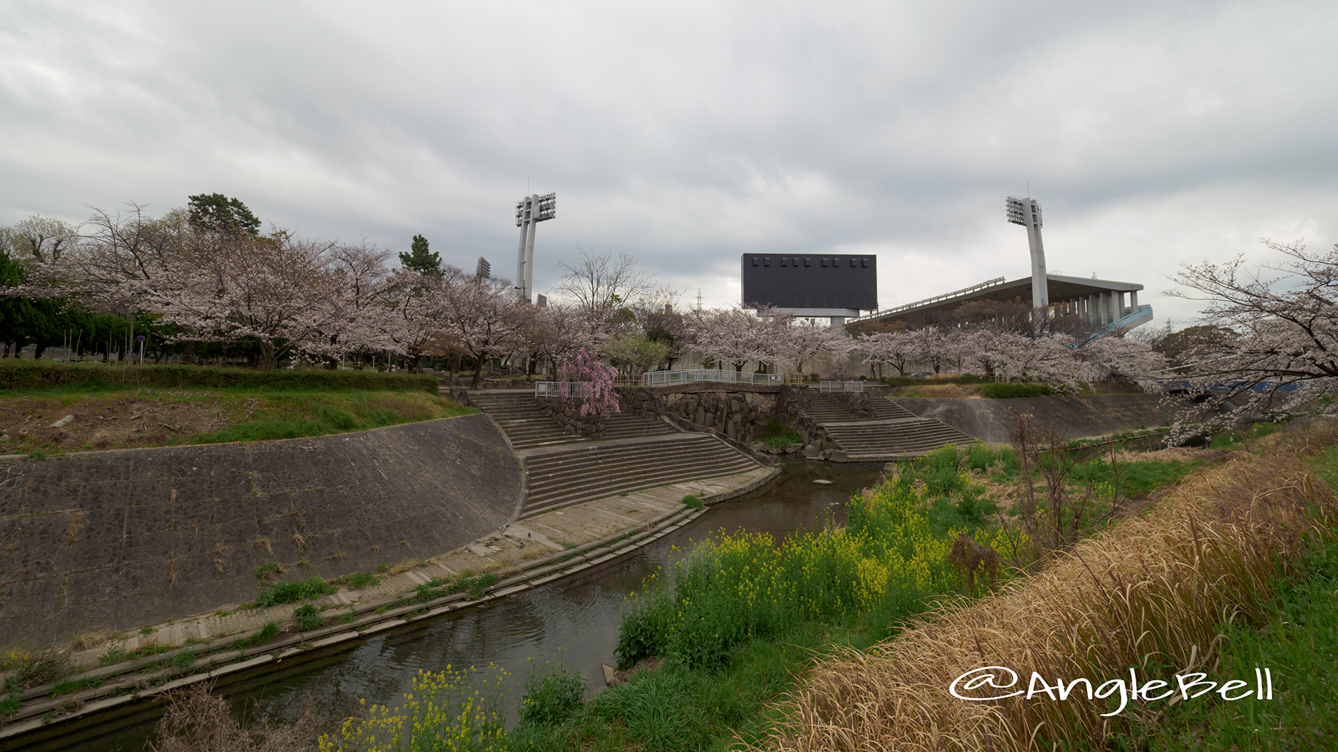 パロマ瑞穂スタジアム 山崎川の桜並木