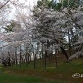 八幡山古墳 昭和区山脇町(名古屋市)