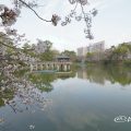 鶴舞公園 竜ヶ池と桜風景
