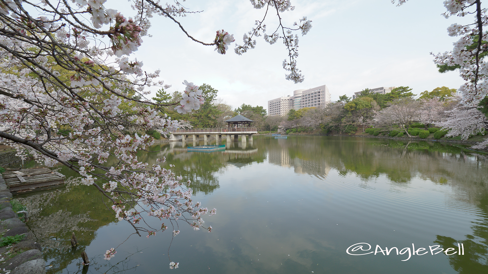 鶴舞公園 竜ヶ池と桜風景