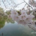 桜と鶴舞公園 竜ヶ池