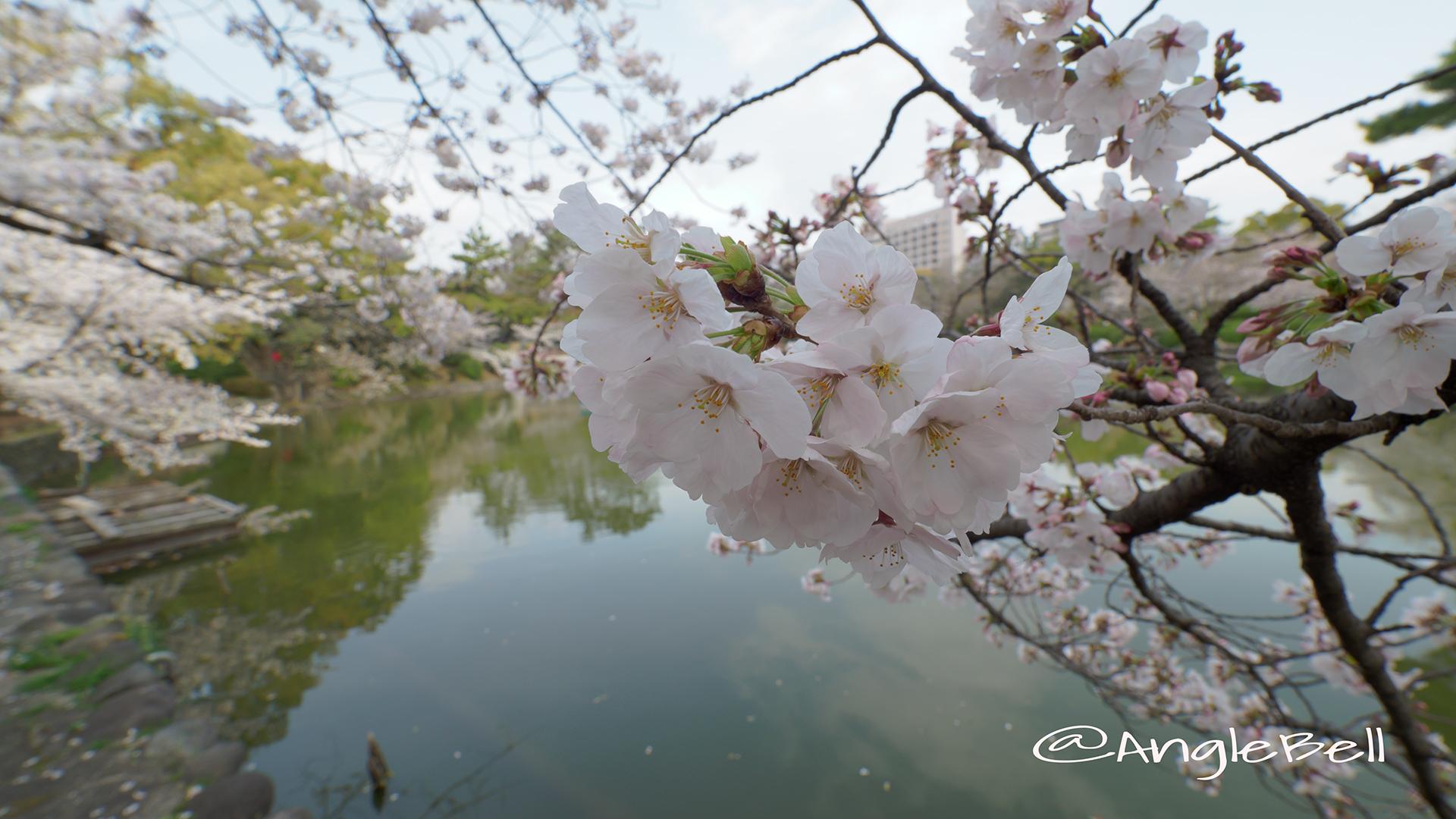 桜と鶴舞公園 竜ヶ池