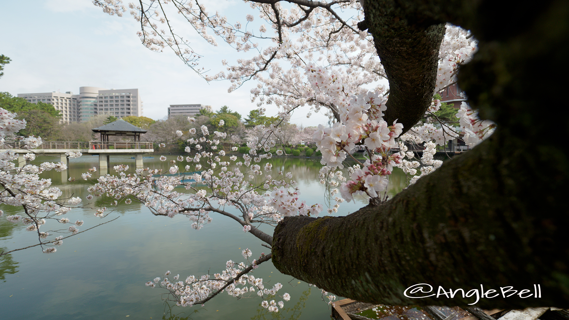 鶴舞公園 浮見堂と桜