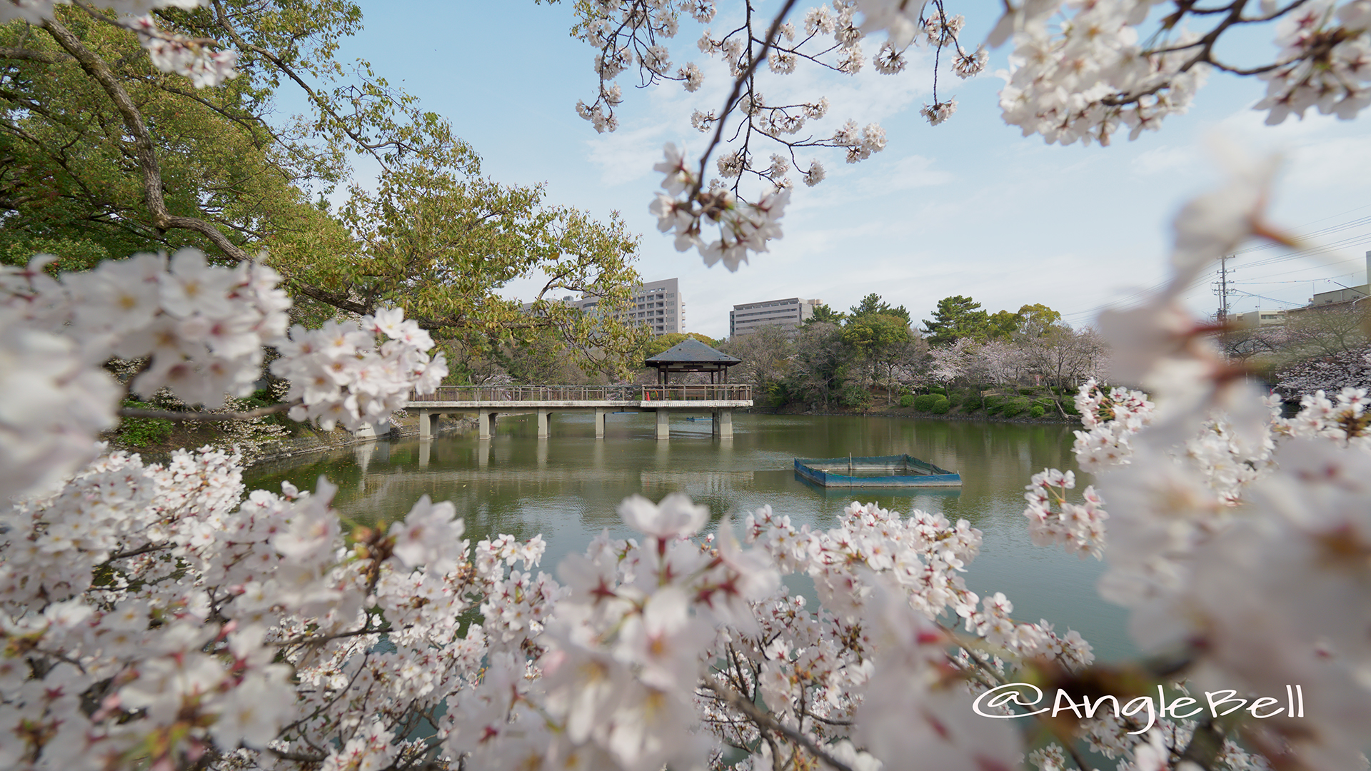 鶴舞公園 竜ヶ池と花景