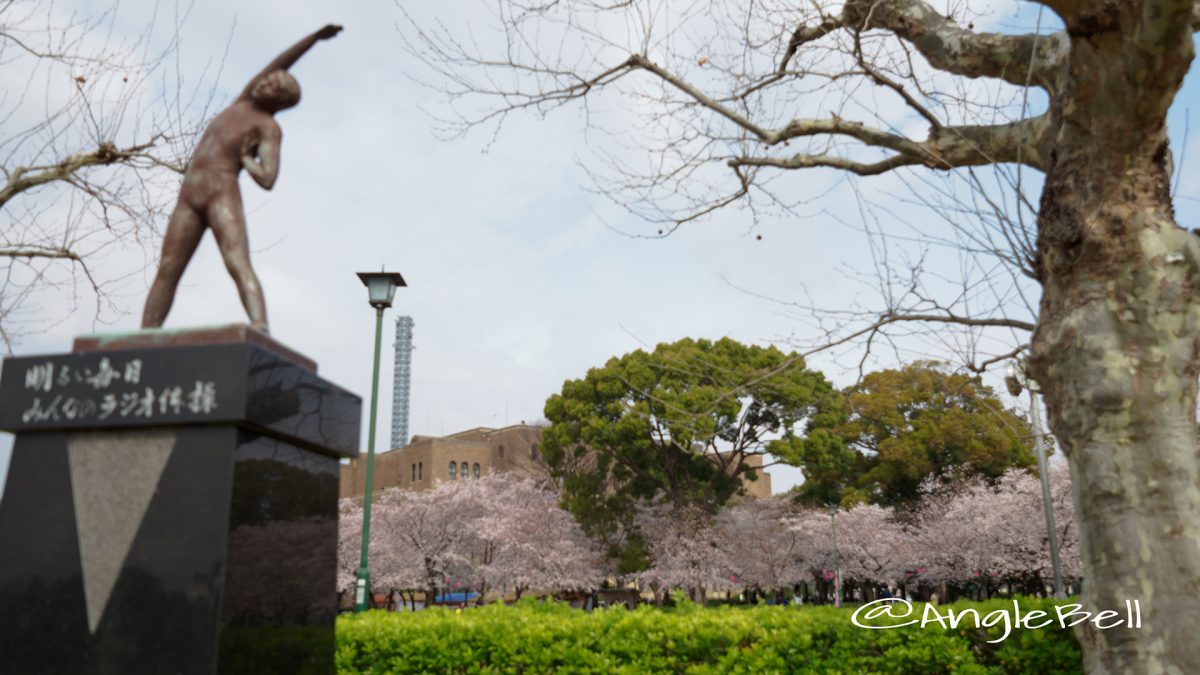 鶴舞公園 ラジオ体操の像と桜