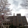 名古屋市公会堂と紫木蓮・桜