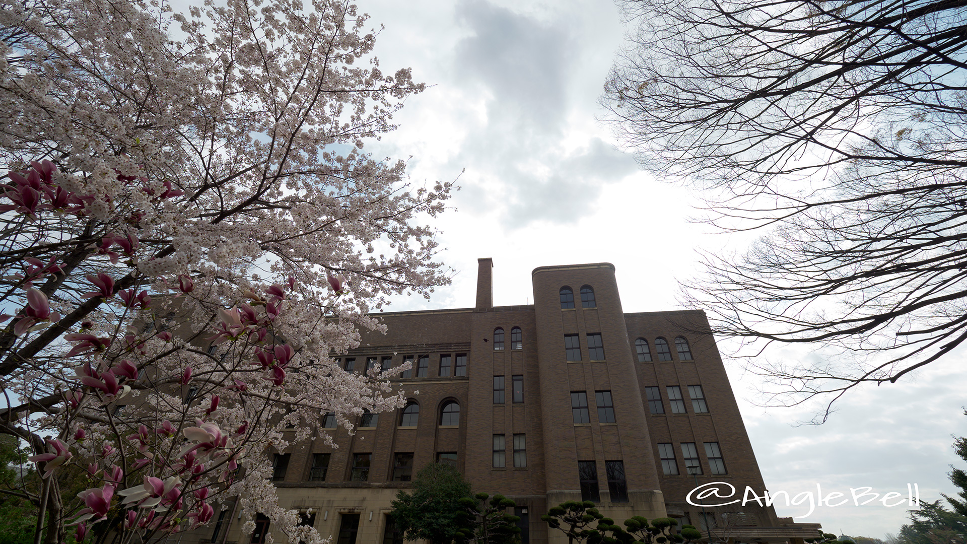 名古屋市公会堂と紫木蓮・桜