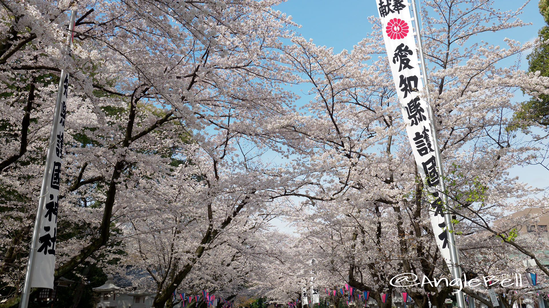 愛知縣護國神社 さくらまつり