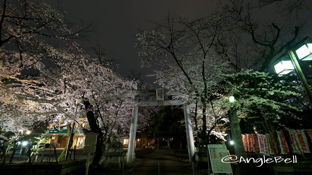 若宮八幡社 桜ライトアップ