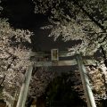 若宮八幡社 鳥居と桜ライトアップ