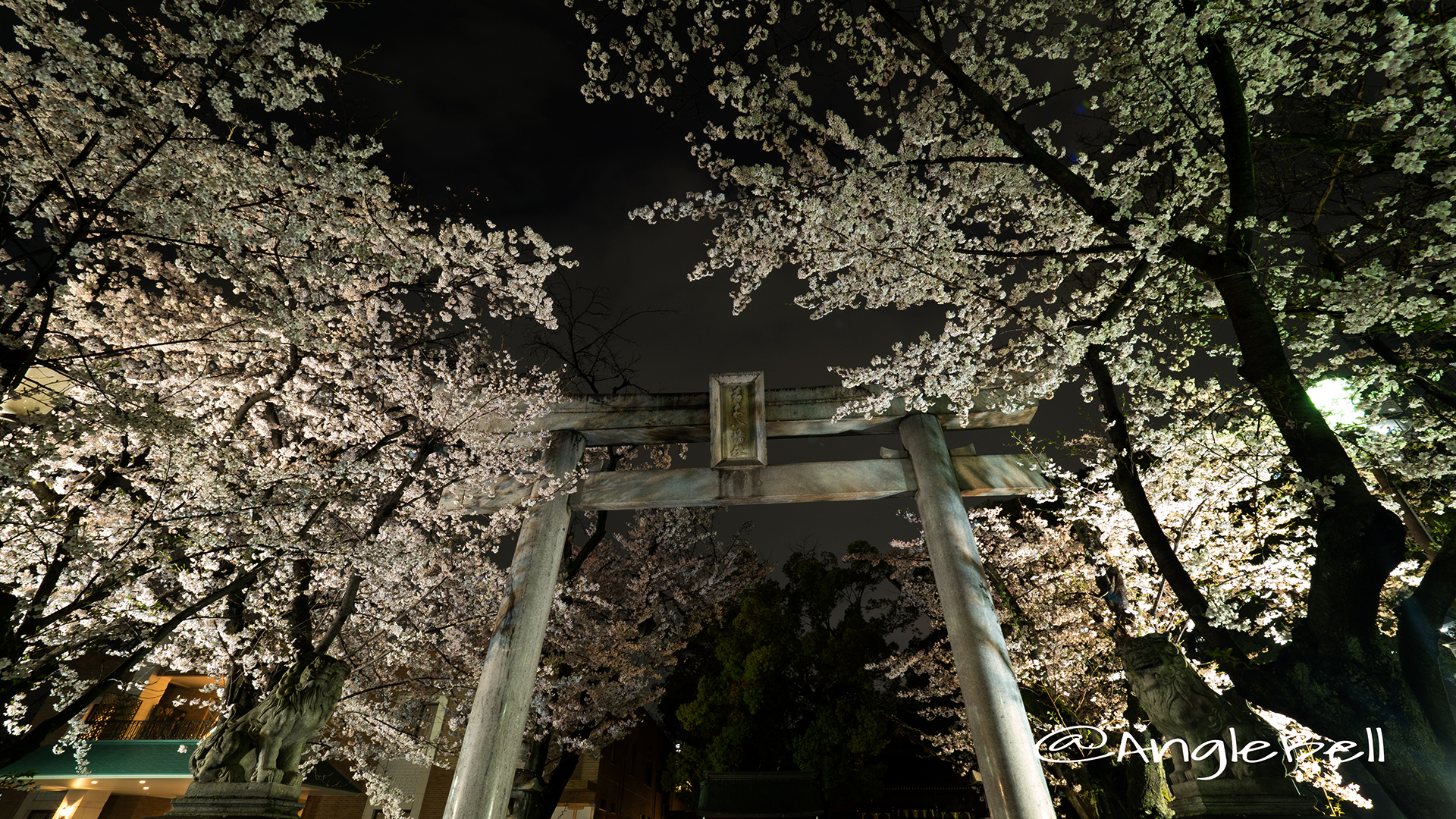 若宮八幡社 鳥居と桜ライトアップ