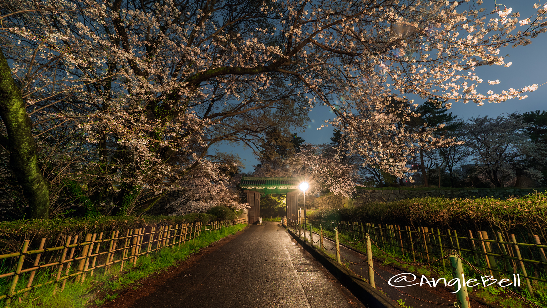 二之丸大手二之門 夜桜