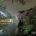 名古屋城外堀の石垣 夜桜と水景