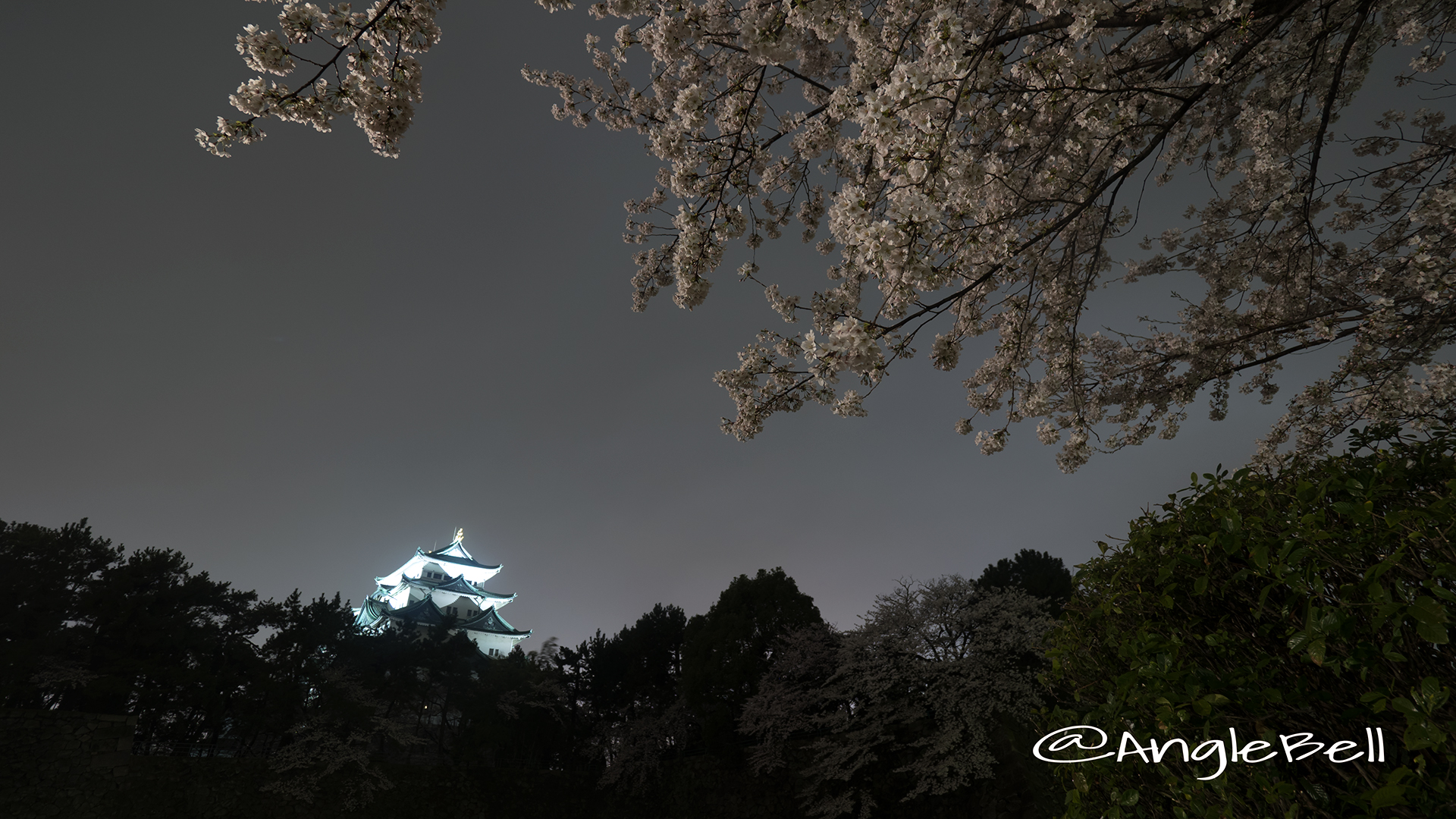 名城公園北園 藤の回廊広場から見る夜桜と名古屋城