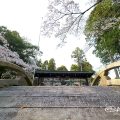 針綱神社 太鼓橋と桜