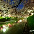 岩倉桜まつり 夜桜