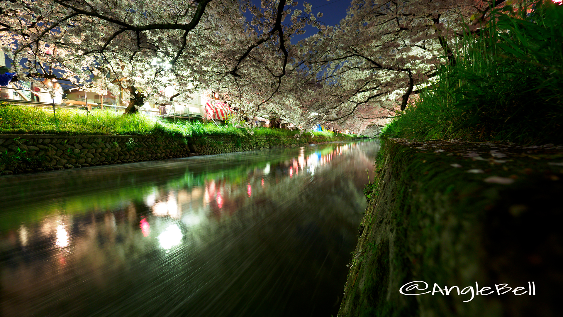 五条川 夜桜と水景 愛知県岩倉市
