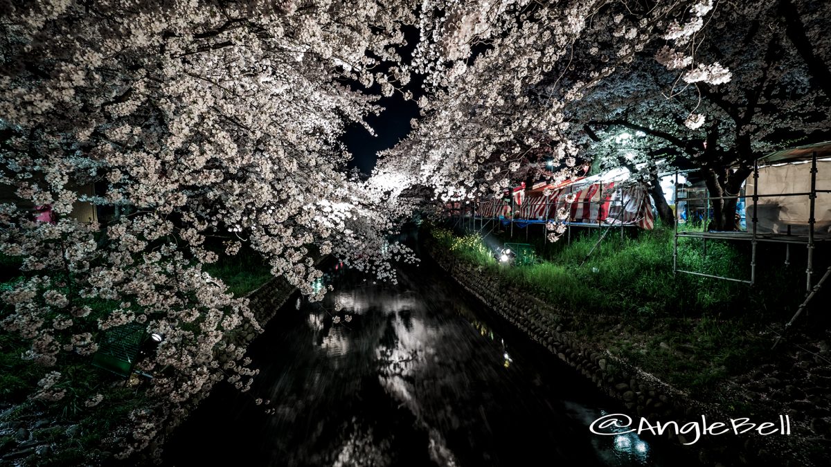 Cherry Blossoms in Gojo River