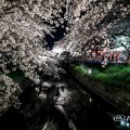 Cherry Blossoms in Gojo River