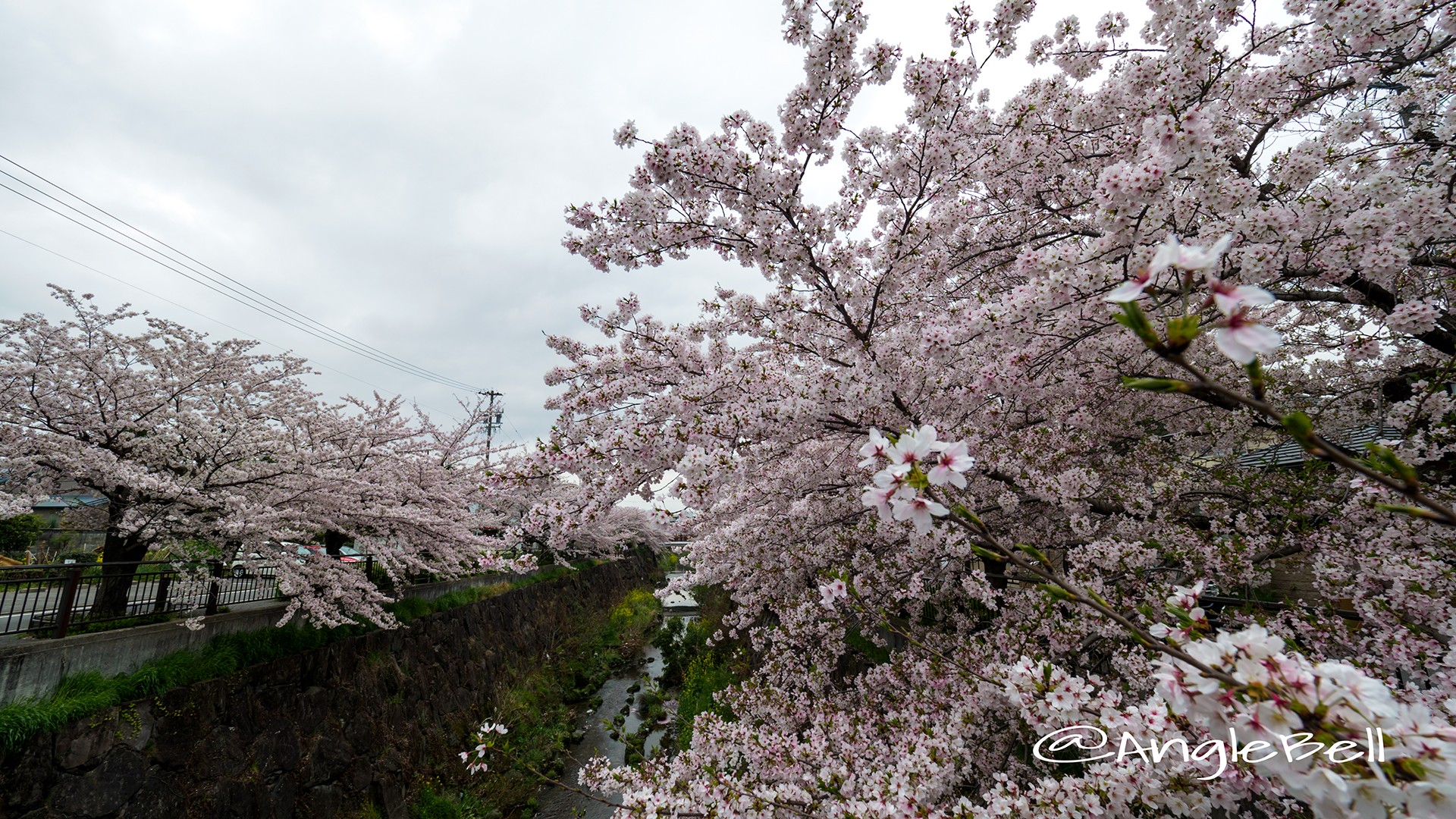 山崎川散策路 ソメイヨシノの並木