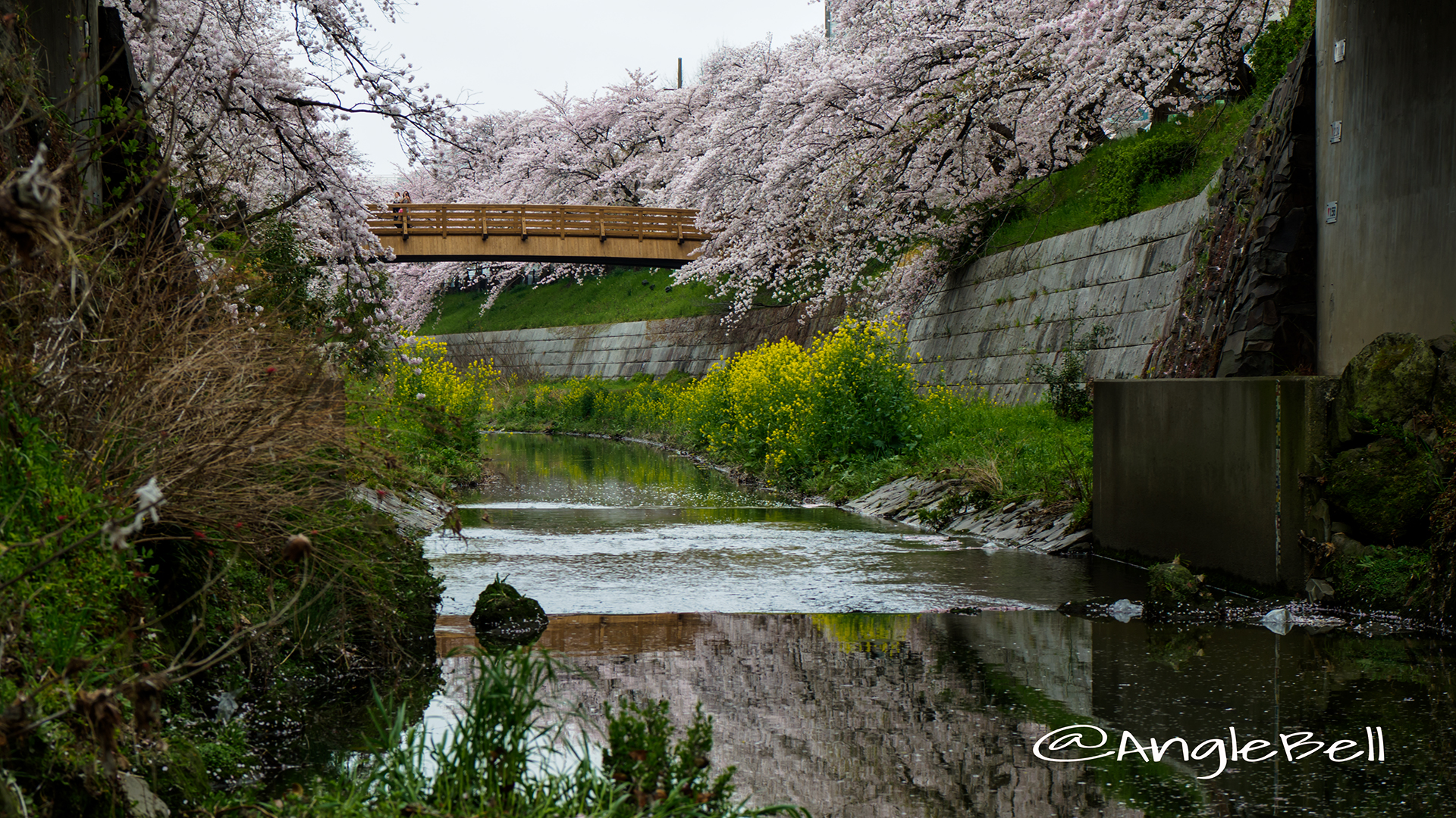 山崎川 菜の花と桜の水景