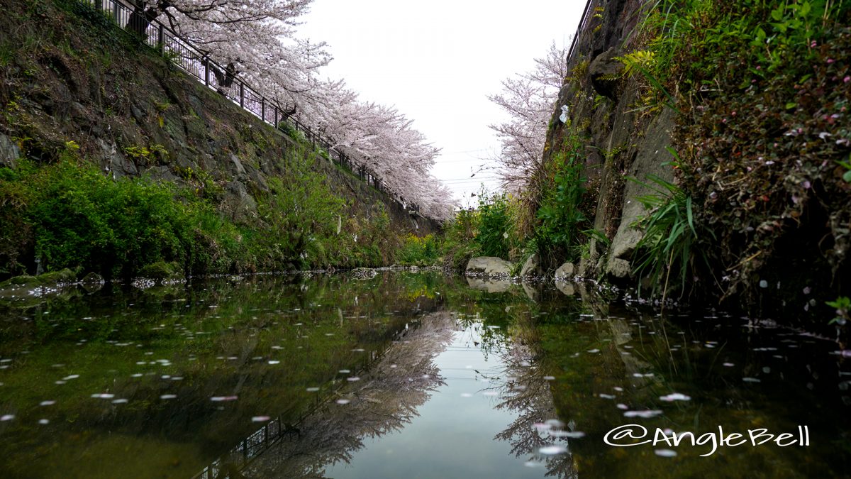 山崎川と桜並木