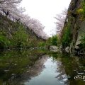山崎川と桜並木