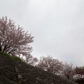 山崎川 親水広場の川岸から見上げる桜