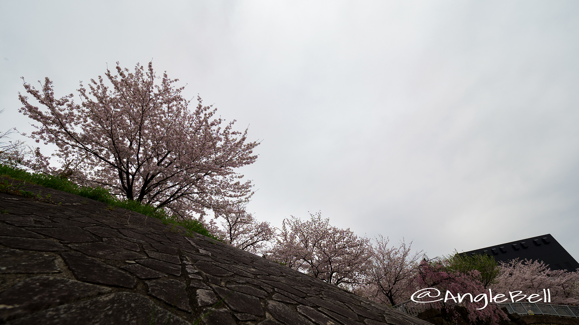 山崎川 親水広場の川岸から見上げる桜