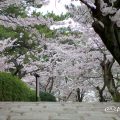 Cherry Blossoms in TsurumaPark