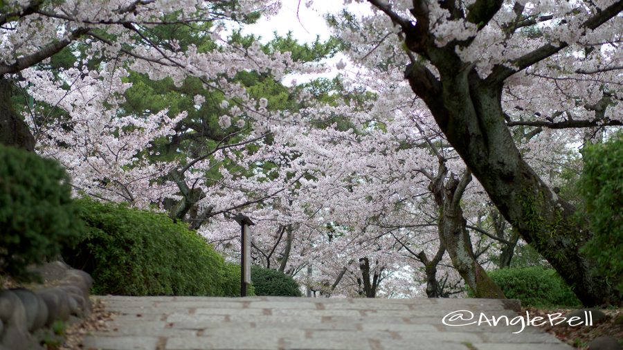 Cherry Blossoms in TsurumaPark