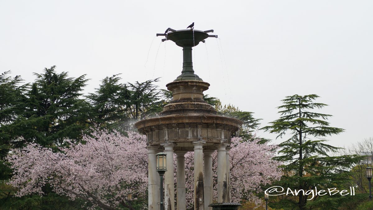 鶴舞公園 噴水塔と桜