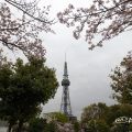 Cherry Blossoms Nagoya TV Tower