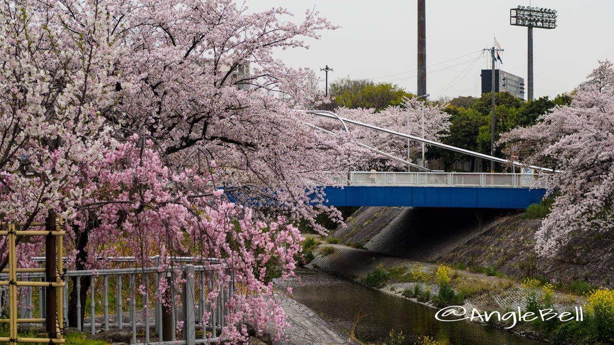 山崎川 四季の道 桜と瑞穂橋