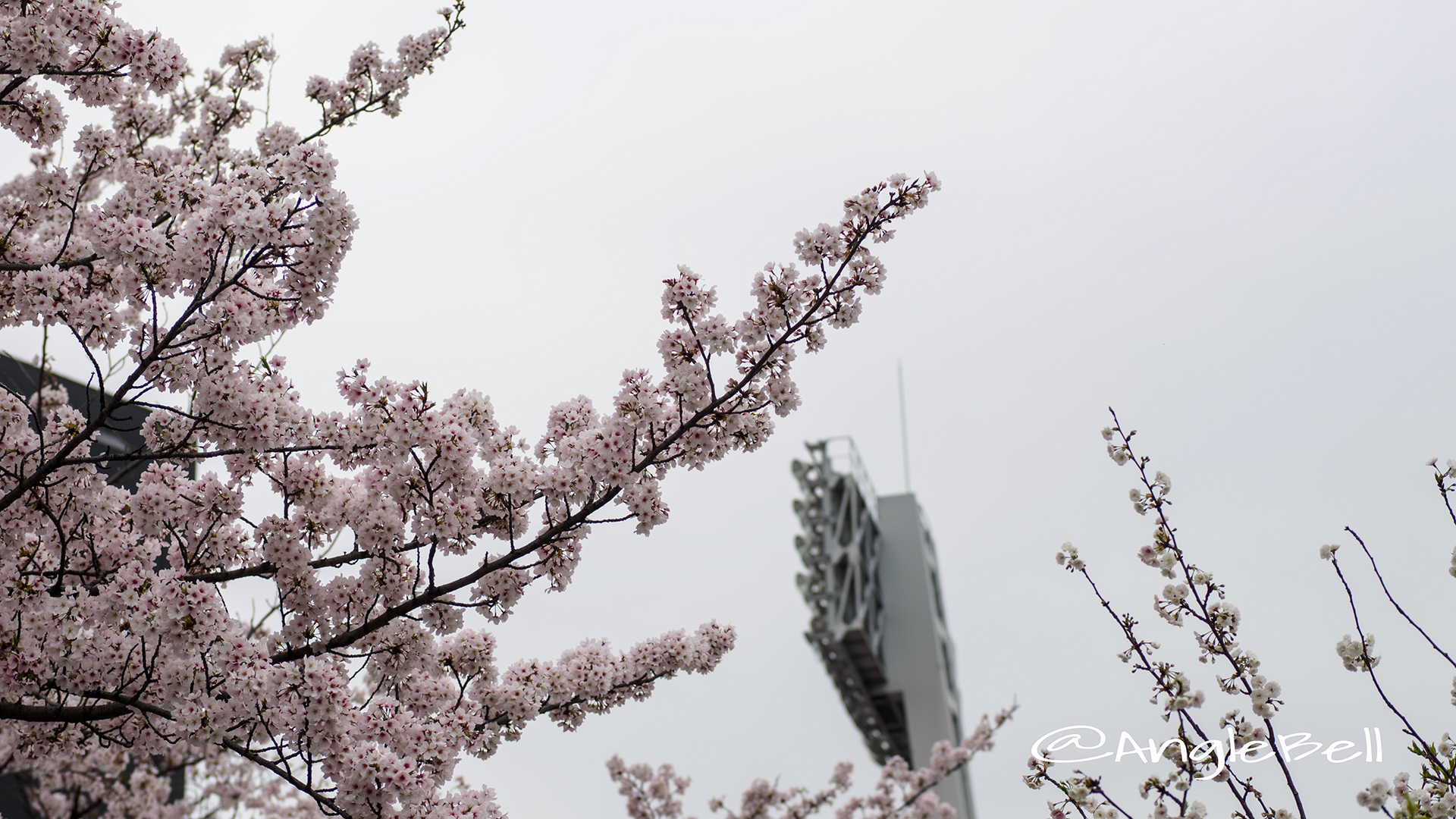 パロマ瑞穂スタジアム LED投光器と桜