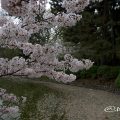 つるま公園 竜ヶ池の桜