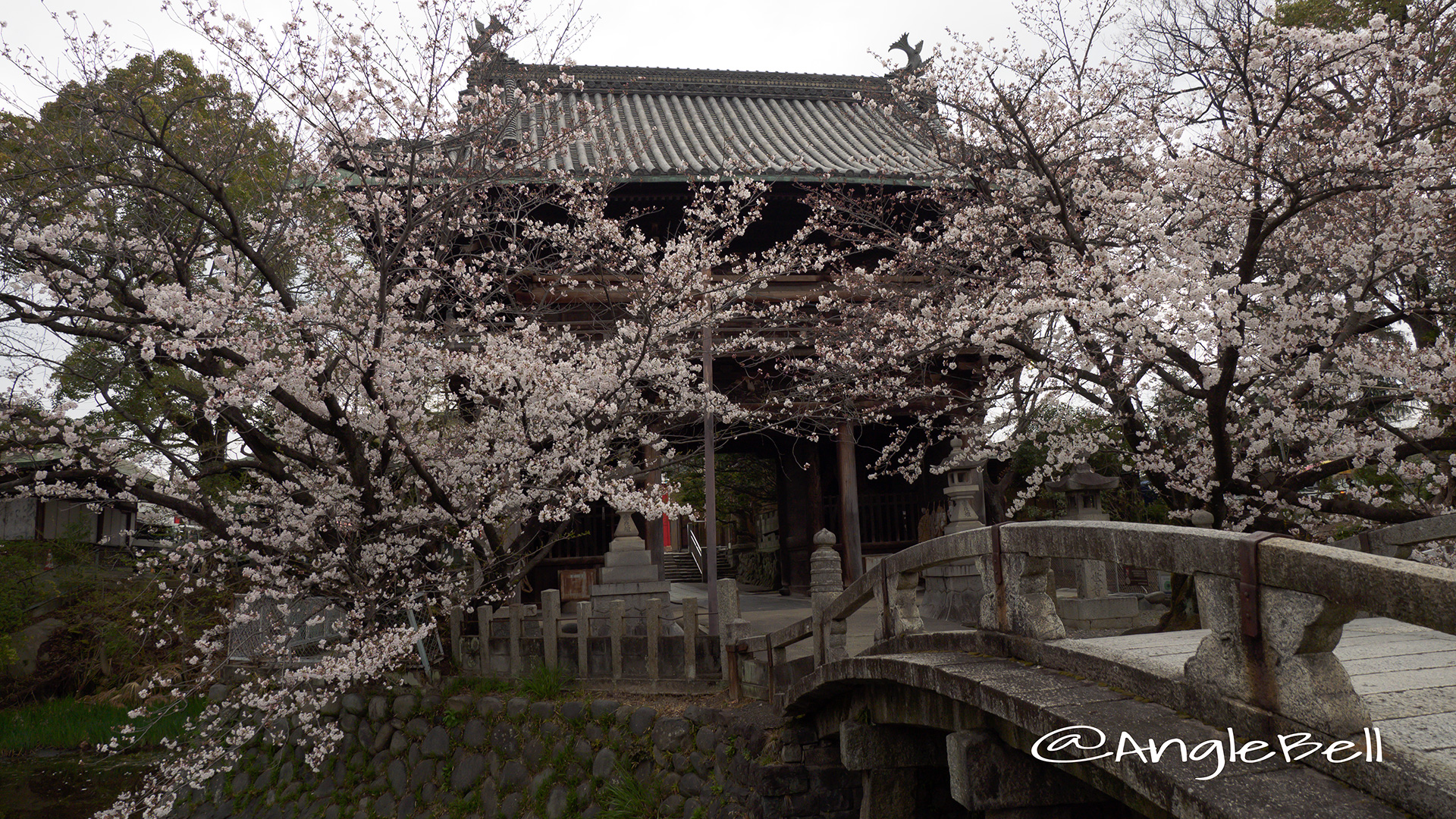 名古屋市南区 笠寺観音 太鼓橋と桜