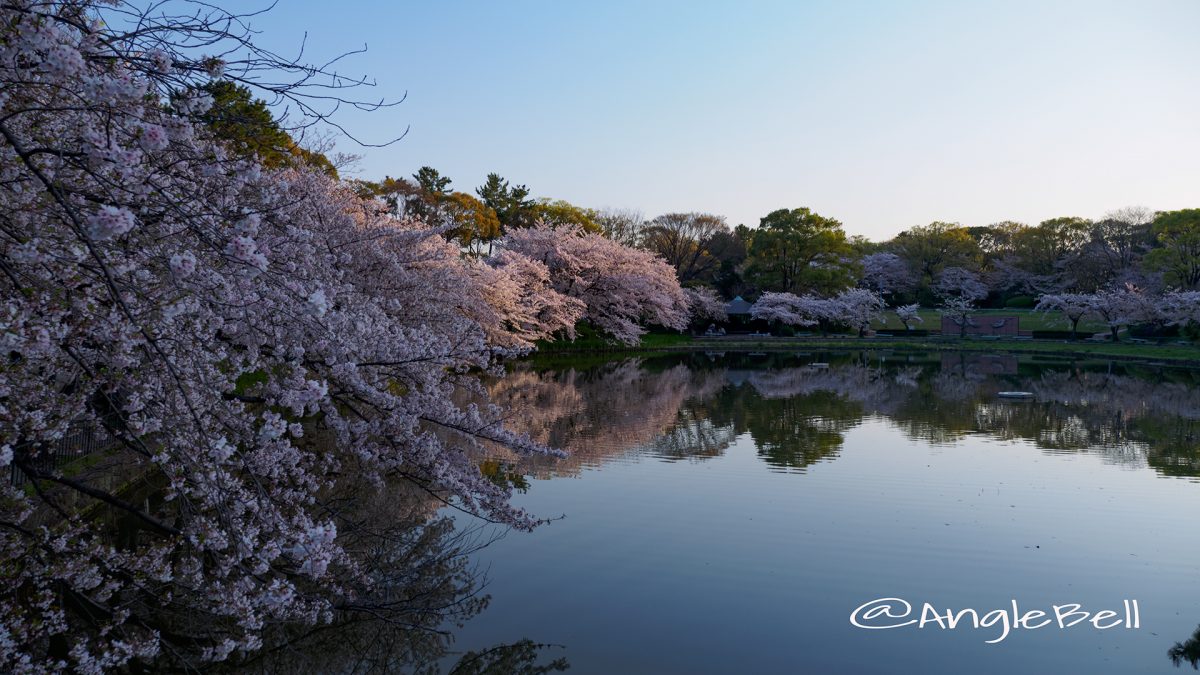 早朝 御深井西橋から見る御深井池(おふけ池)と桜