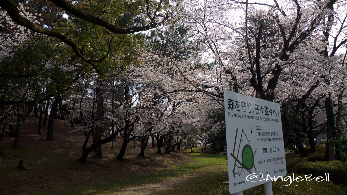 名古屋市昭和区 八幡山古墳の桜