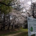 名古屋市昭和区 八幡山古墳の桜
