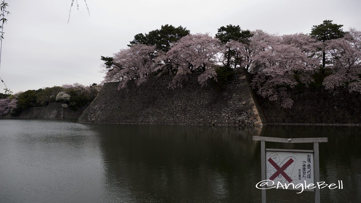名古屋城 西之丸外堀の桜