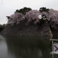 名古屋城 西之丸外堀の桜