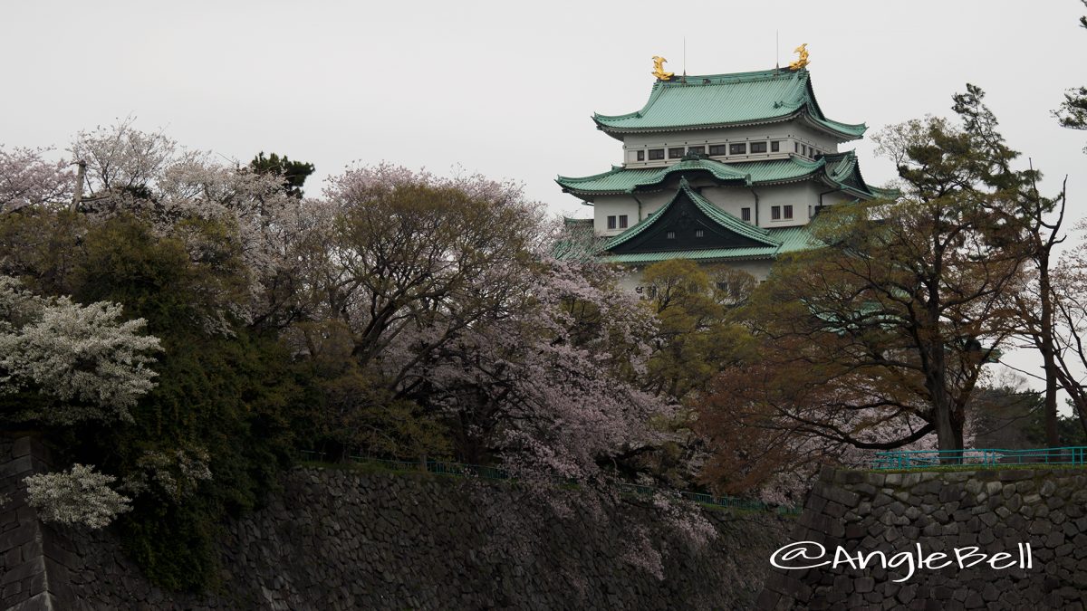 城西外堀から見る名古屋城天守閣と桜