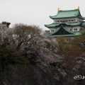 城西外堀から見る名古屋城天守閣と桜
