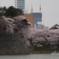 城西(西之丸)の外堀と桜