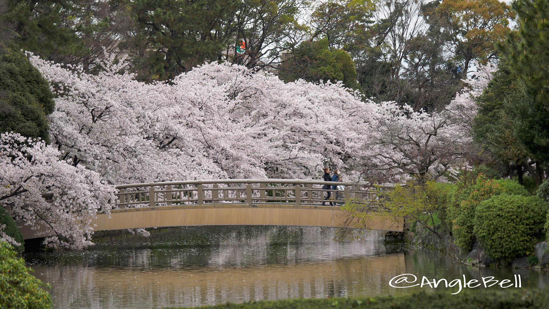 名城公園北園 御深井西橋と桜