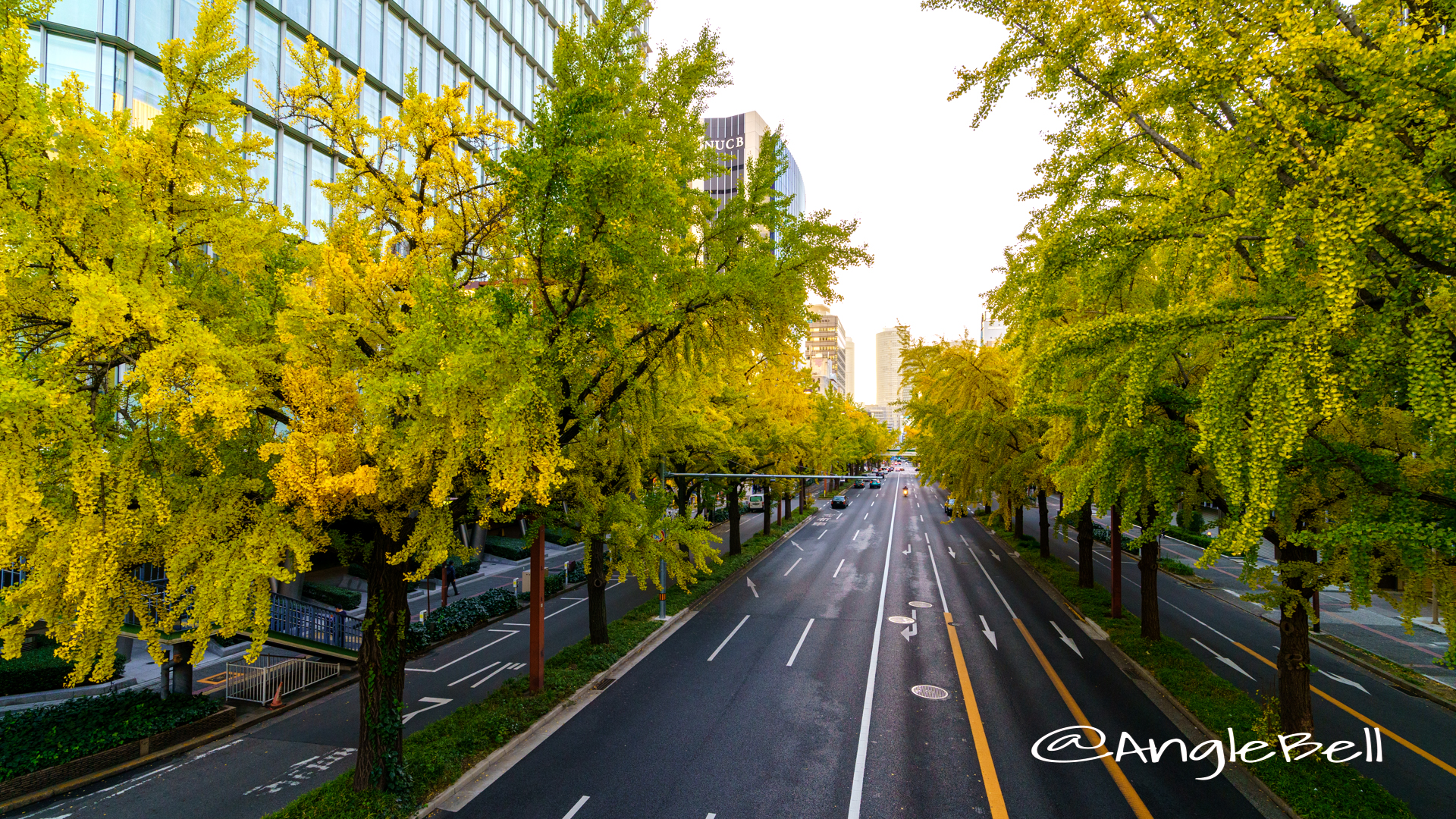 日銀前交差点 街路樹 イチョウ並木