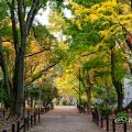 鶴舞公園 八幡山古墳側の公園樹木