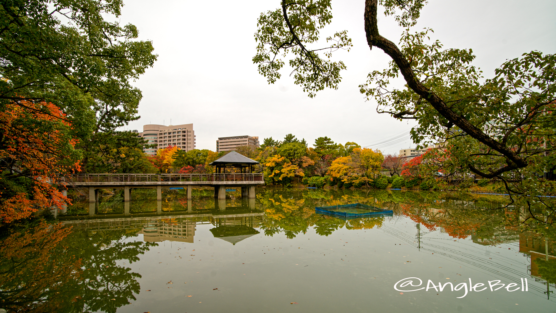 秋の風景 鶴舞公園 竜ヶ池 2019年