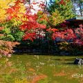 秋の池の紅葉 鶴舞公園 (2019年12月)